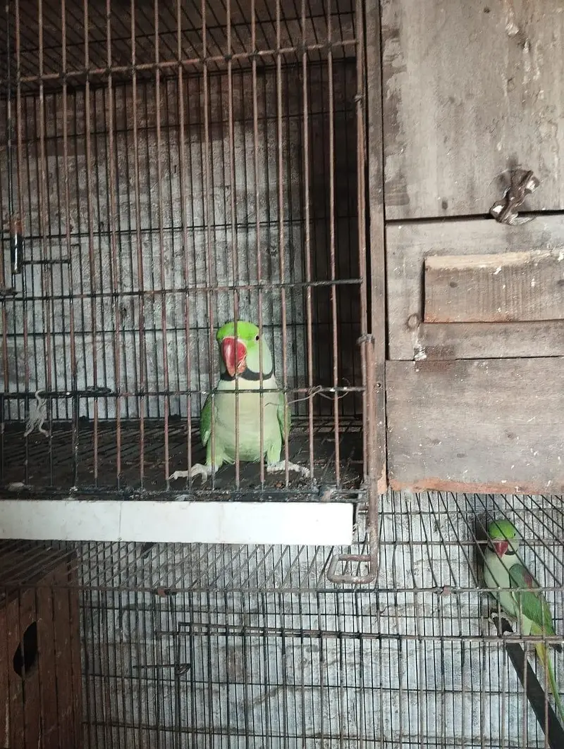Raw Parrot breeder pair, single male/ female and babies for sale — photo 2