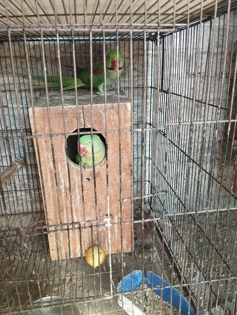 Raw Parrot breeder pair, single male/ female and babies for sale — photo 3