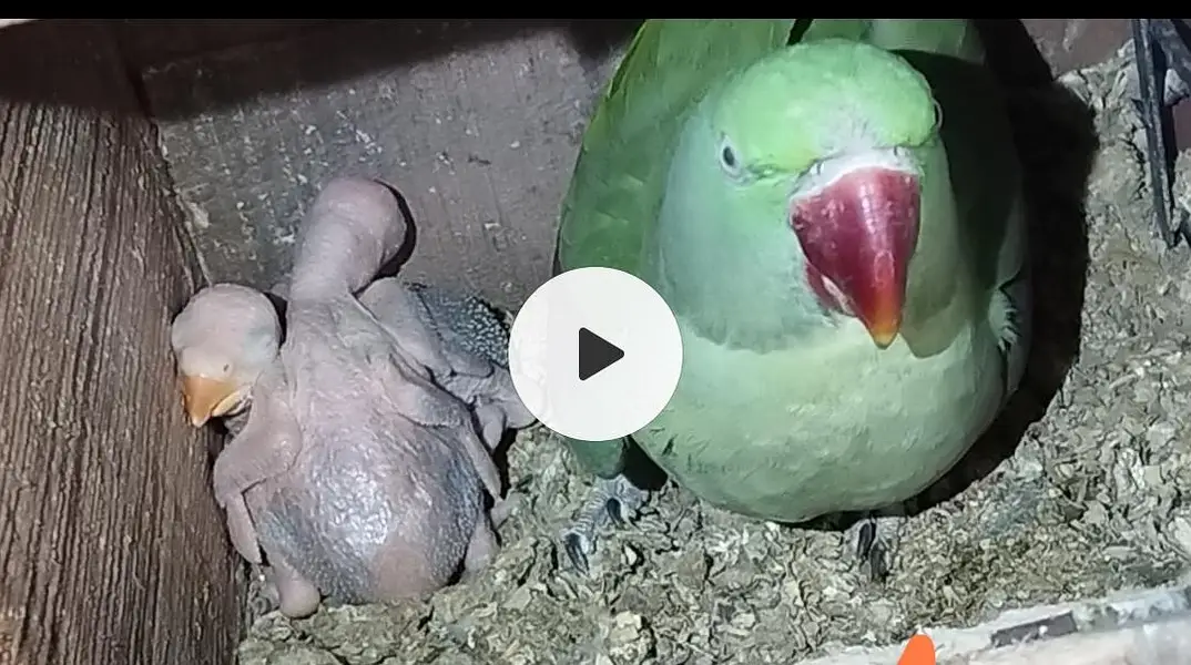 Raw Parrot breeder pair, single male/ female and babies for sale — photo 4