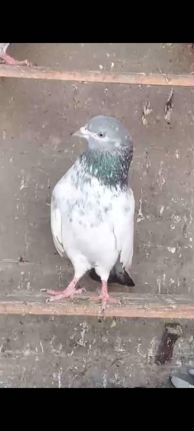 kabli kabutar Hi quality  pair b mil jaenge sub Sat dene Hai