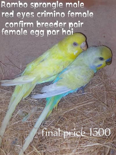 sprinkle rainbow  ka behtarin pair call 0319  3569576