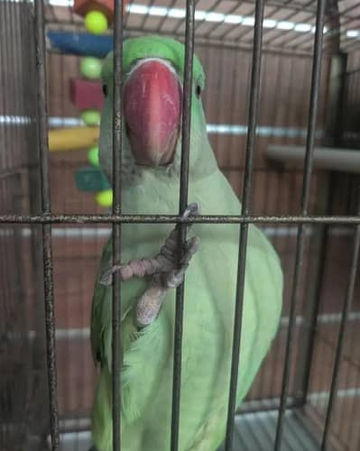 Kashmiri parrot voice train and hand train