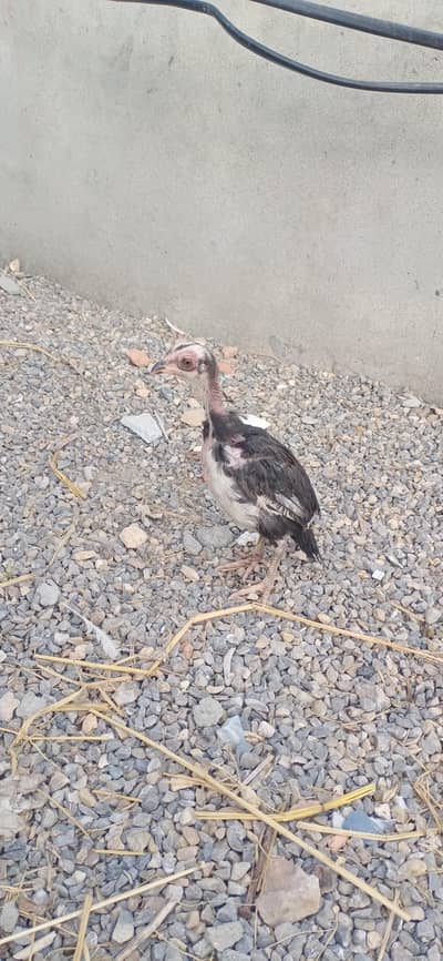 Aseel chick for sale in Rawalpindi