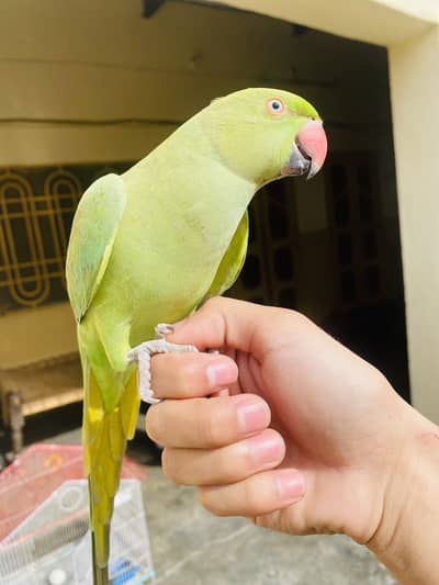 Green ringneck