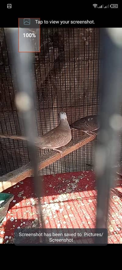 dimond pied available