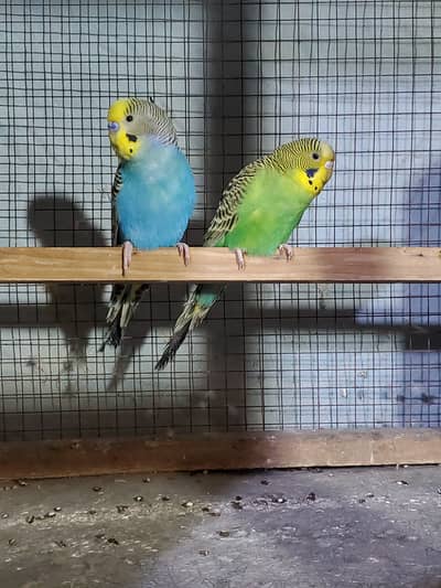 bujri Budgie ready to breed pair