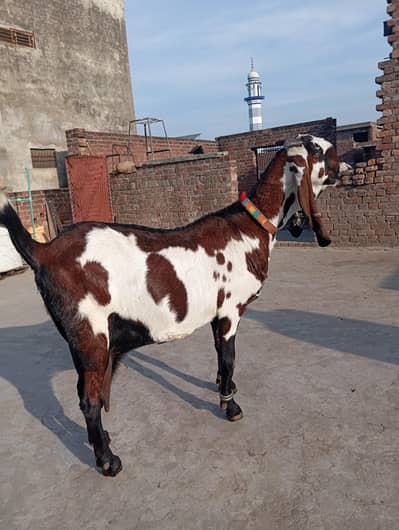 4 months say oper ki Ghaban ha