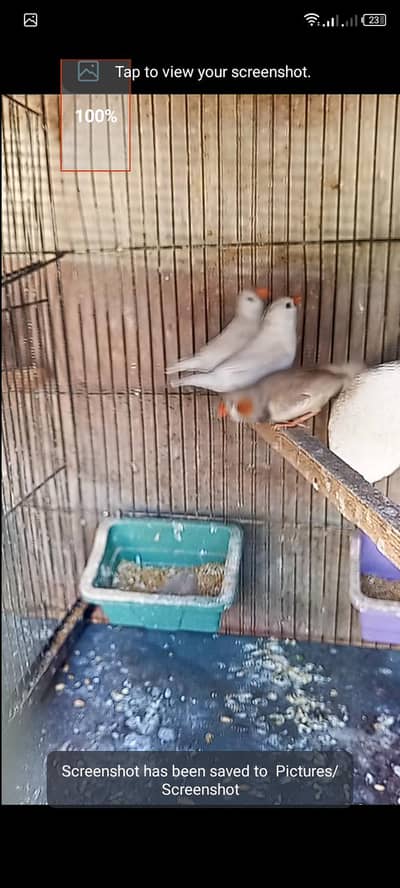mutation undersize finch for sell