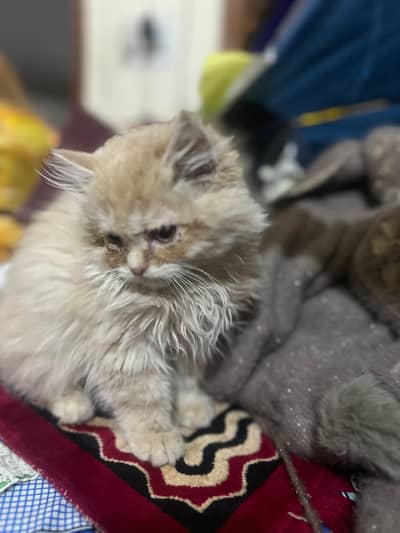 2 months persian cat