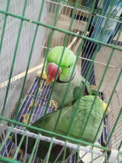 Pahari pair tocking hand team breader pair