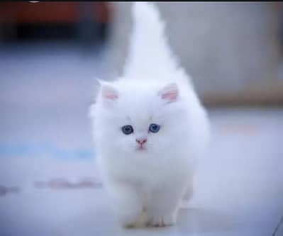 Persian kitten long code for sale