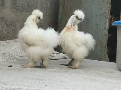 Fancy silkie chicks