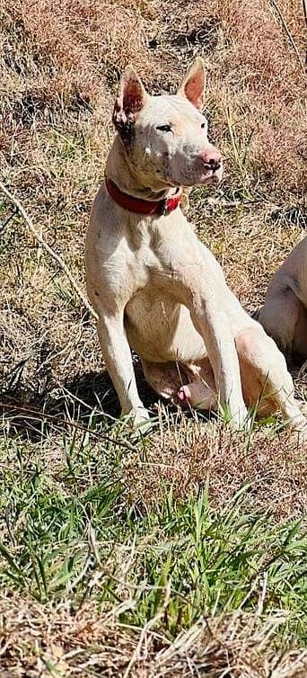 gultair male for sale