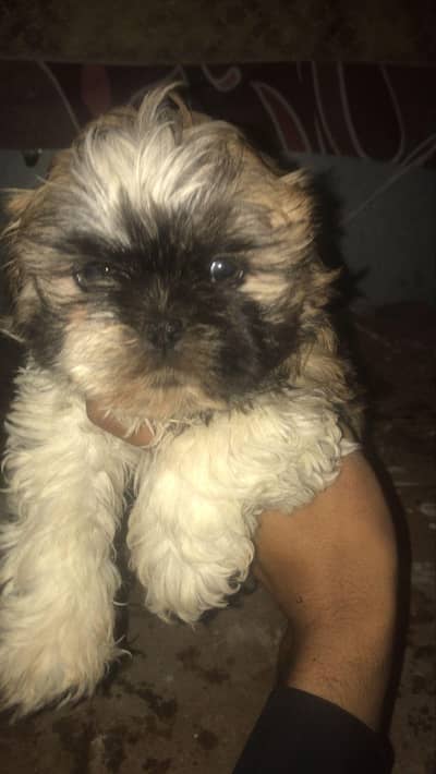 chow chow puppy pair