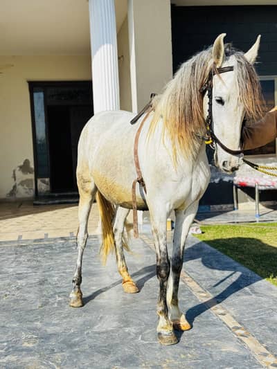 Mare For Sale