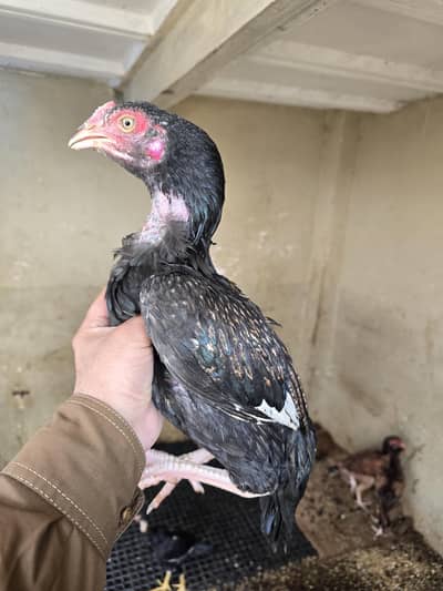 Aseel Sawa Patha 4 sale white nok nali eye choras nali