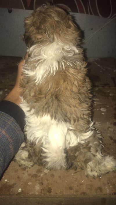 chow chow puppy pair