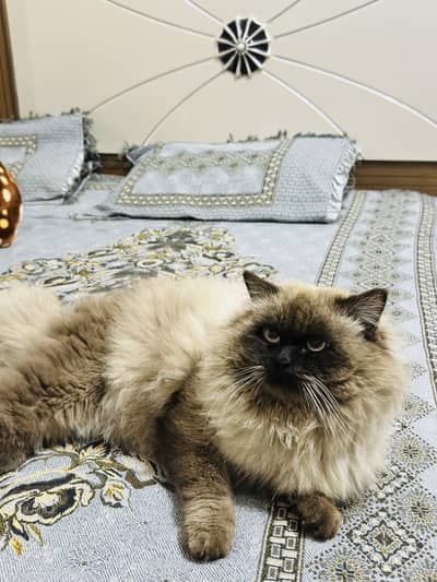 Persian (Triple Coat / Doll Face – Himalayan Color Point)