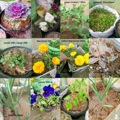 All types of plants available for sale