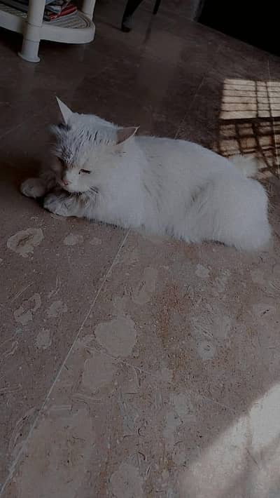 FEMALE CAT PERSIAN CAT