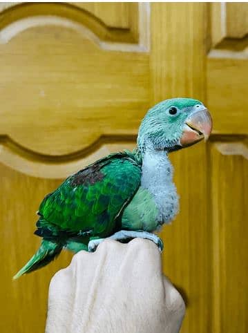 Parrot Chicks for Sale