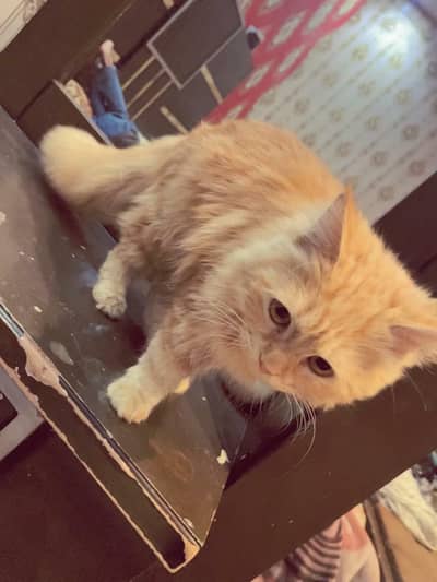 4 month healthy Persian kitten for sale