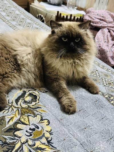 Persian (Triple Coat / Doll Face – Himalayan Color Point)