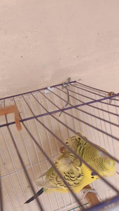 tcb double flower male