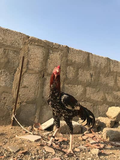 pure Aseel murga cheena breed