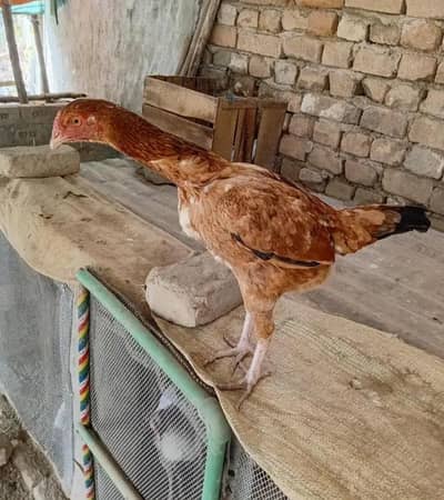 03701952451 ghar ke desi khurak pr pali ha