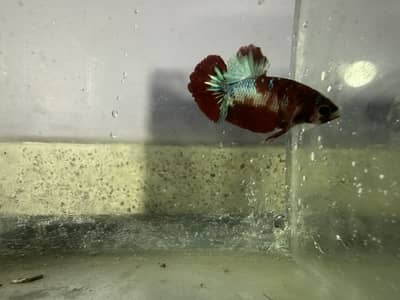 Beautiful betta for sell