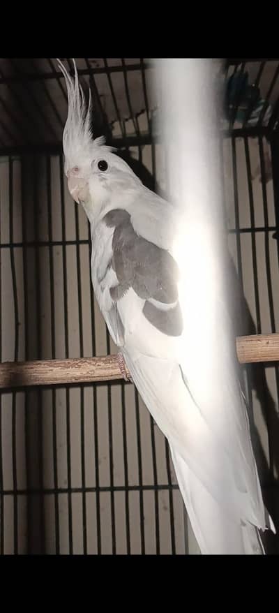 Eno v pied cockatiel