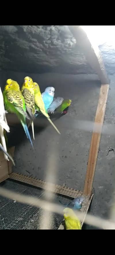 بریڈر اور پٹھے 13 پیس