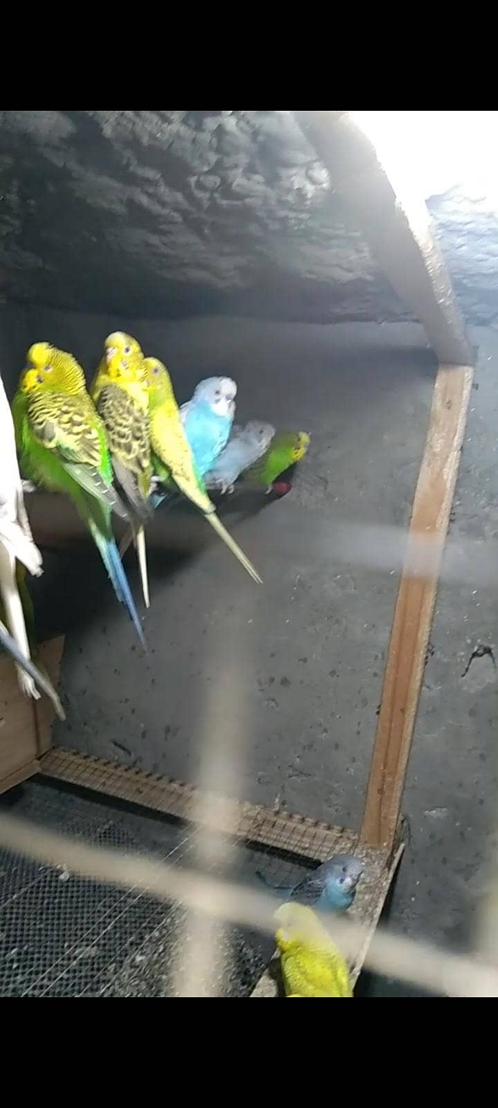 بریڈر اور پٹھے 13 پیس 0