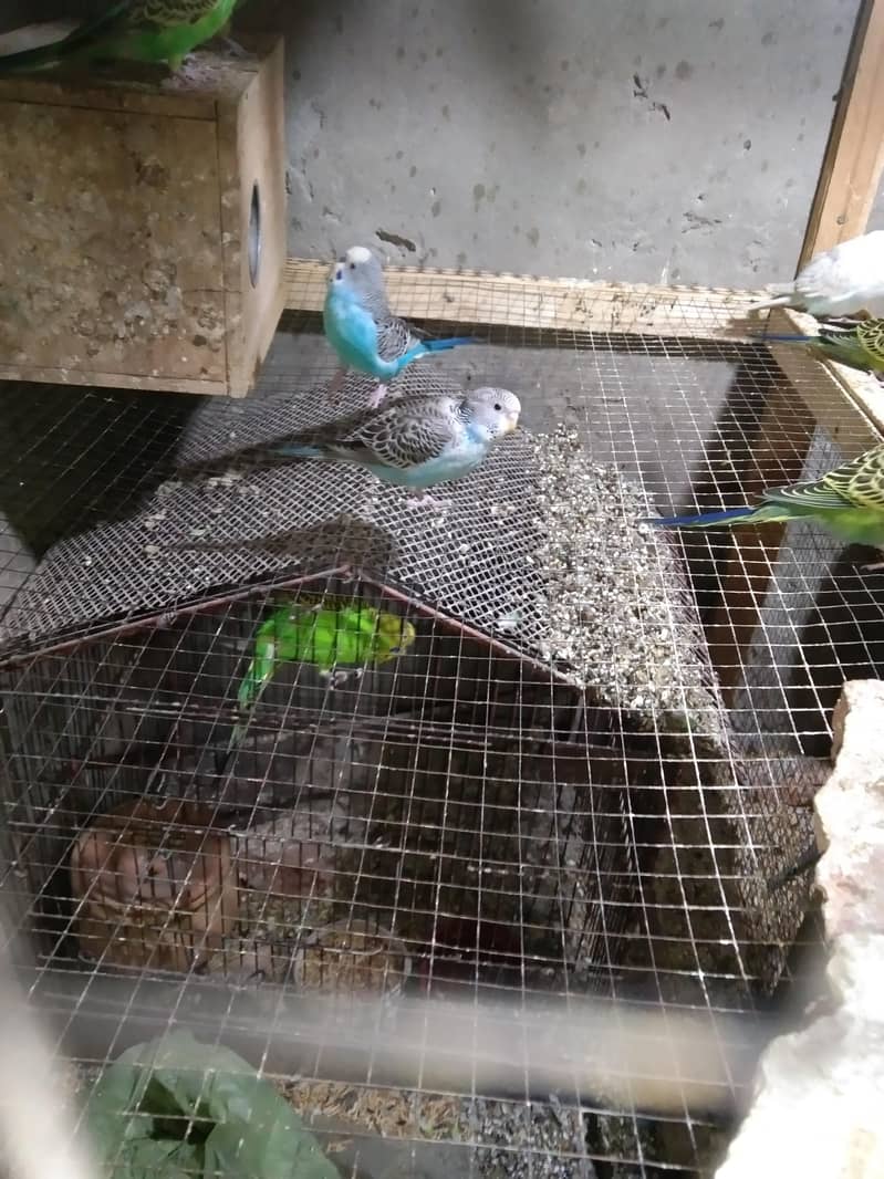 بریڈر اور پٹھے 13 پیس 2