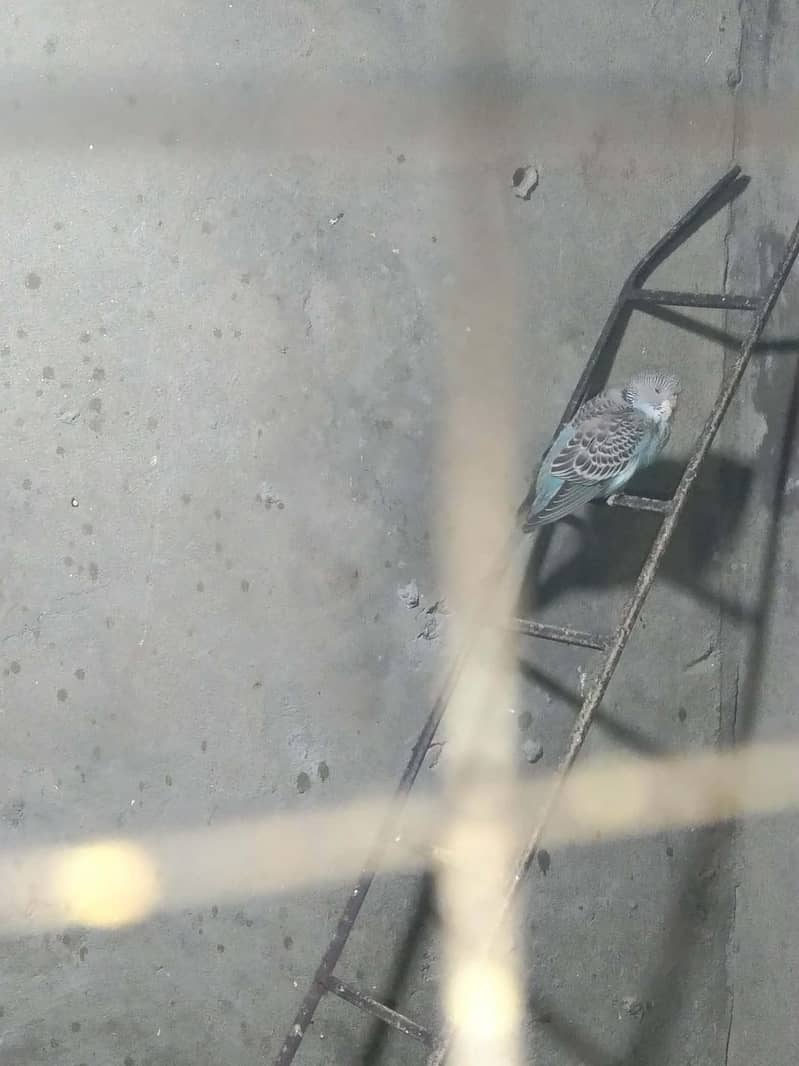 بریڈر اور پٹھے 13 پیس 3