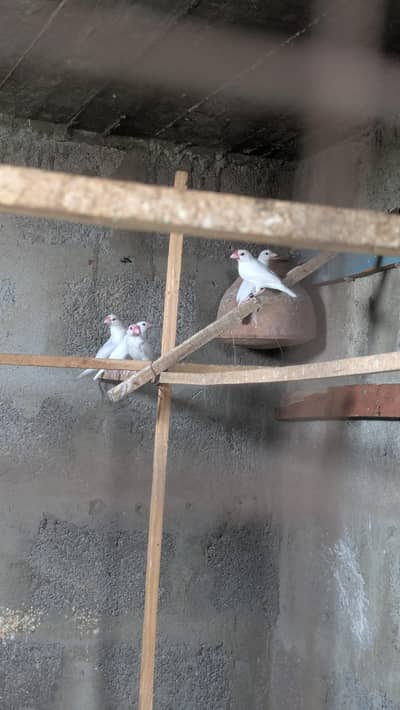 Java Breader pairs and Lotino pathe