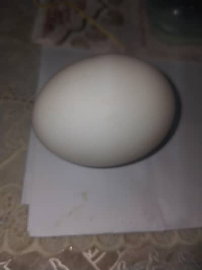 White Eggs and Red Eggs