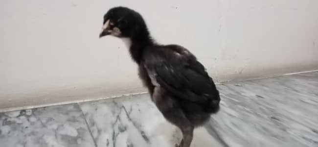 Pannas Imported Aseel Chicks