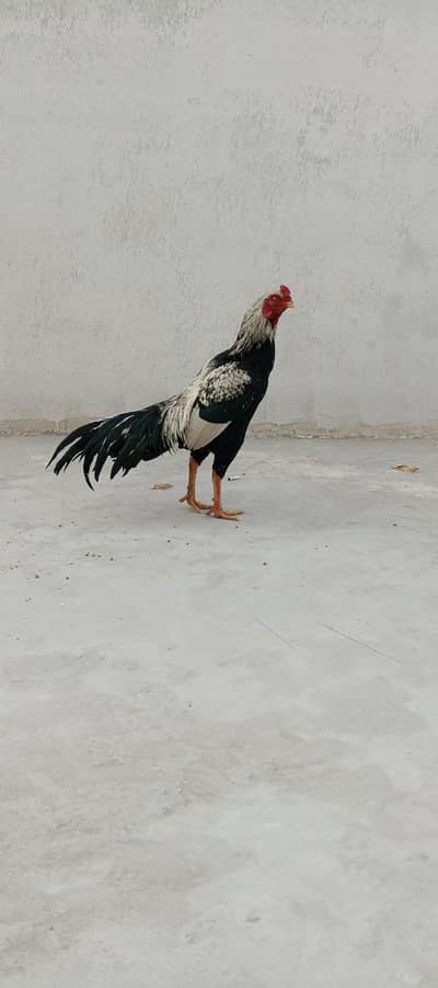 jawa Aseel male for sale