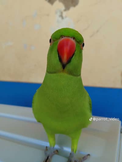 Ringneck female parrot for sale