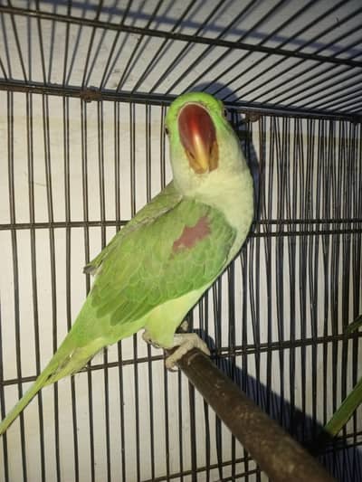Kashmir raw parrot for 4 month age Whatsapp no 03218699679