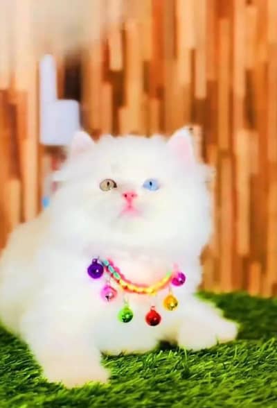 Persian female kitten for sale Persian 03248235803 Whatsapp number
