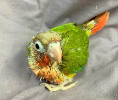 sun conore chicks pair