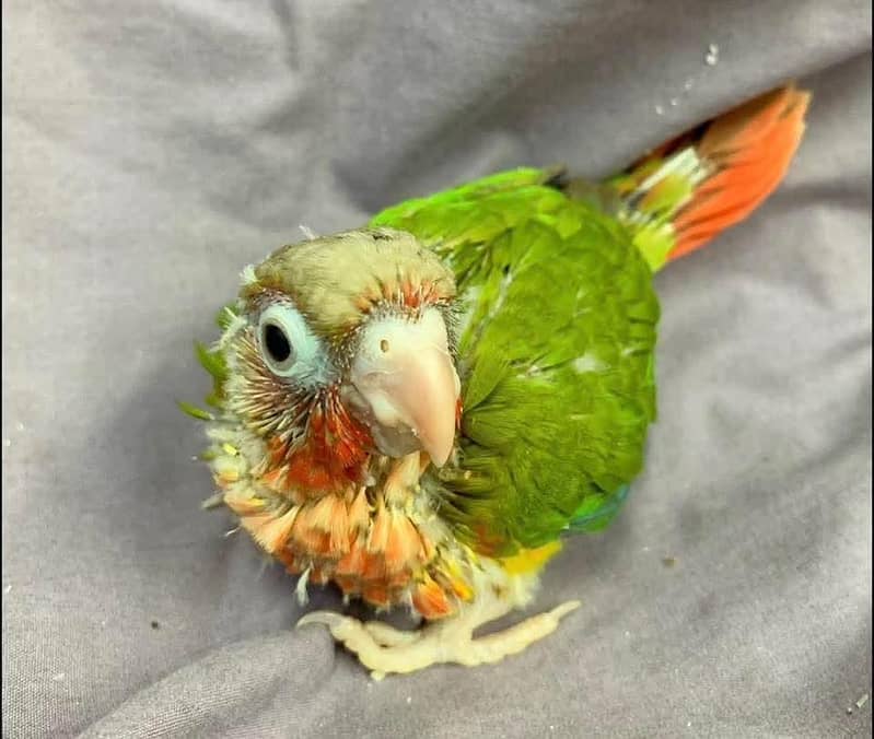 sun conore chicks pair 0