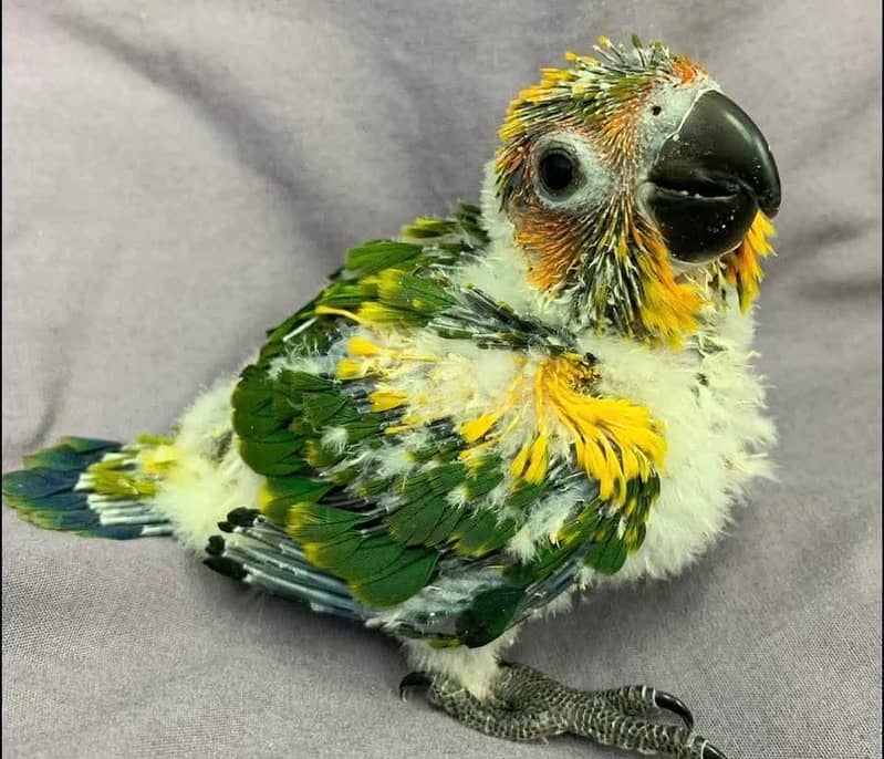 sun conore chicks pair 1