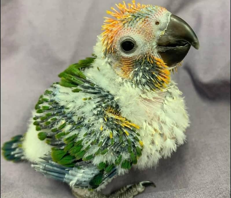 sun conore chicks pair 2