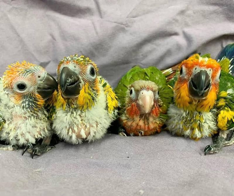 sun conore chicks pair 3