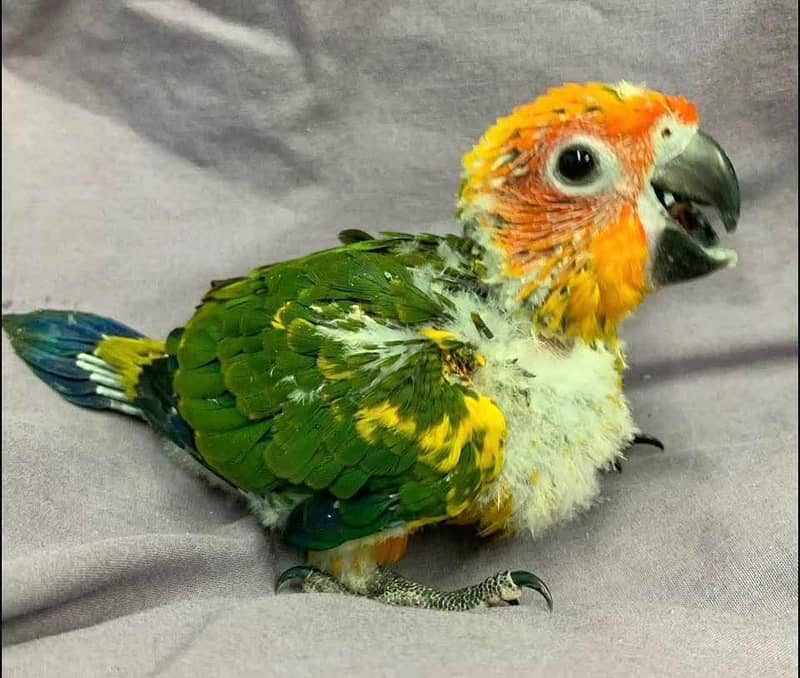 sun conore chicks pair 4