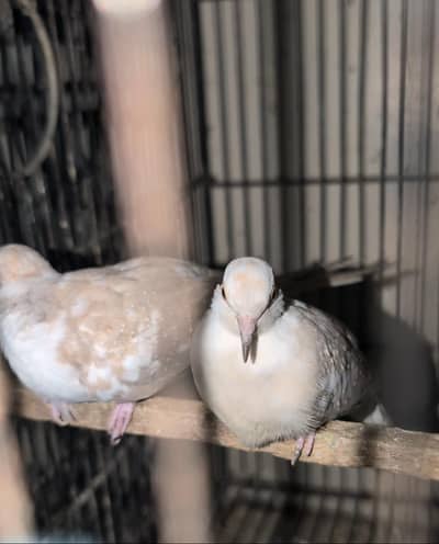 Silver paied and Cream paied split for sale